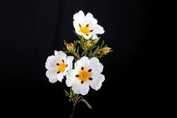 Gum rockrose — Stock Photo, Image