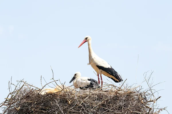 White stork with her baby — Stock Photo, Image