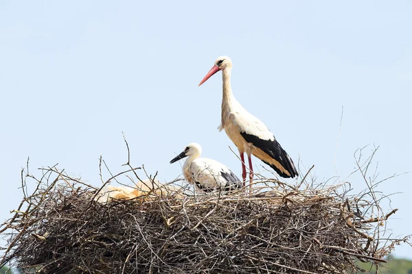 White stork with her baby — Stock Photo, Image