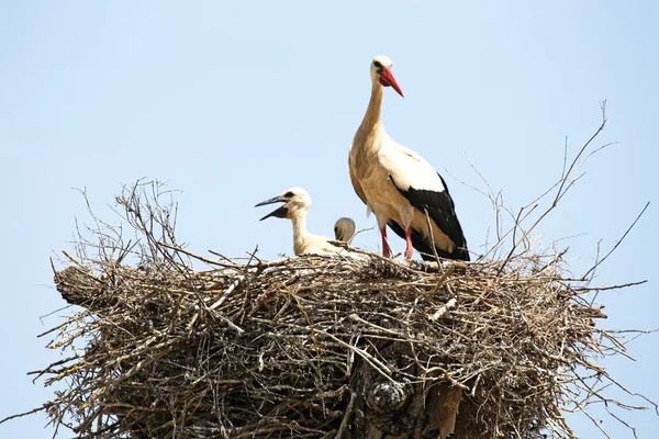 White stork with her baby — Stock Photo, Image