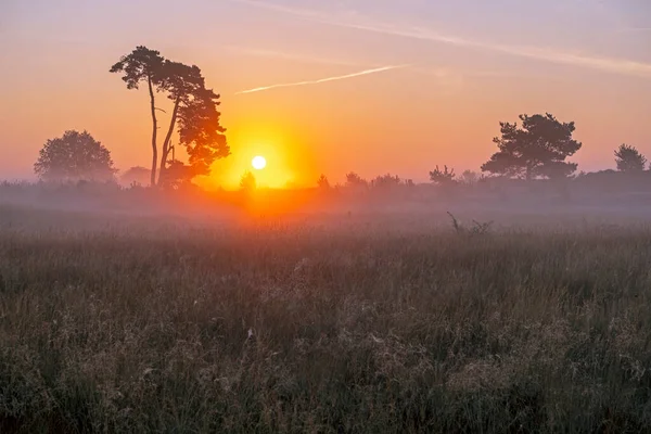 Soluppgång Nationalparken Hoge Veluwe Nederländerna — Stockfoto