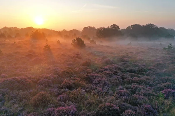 Flyg Från Vacker Soluppgång National Park Hoge Veluwe Nederländerna — Stockfoto