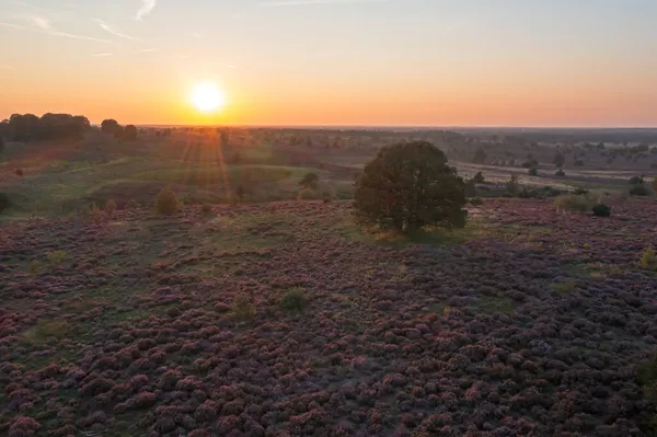 Aéreo Belo Pôr Sol Parque Nacional Hoge Veluwe Holanda — Fotografia de Stock