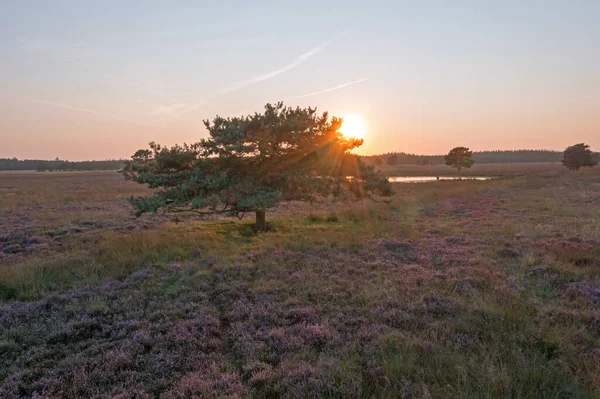 Antena Kwitnących Wrzosowisk Hoge Veluwe Holandii Wschodzie Słońca Mgłą — Zdjęcie stockowe