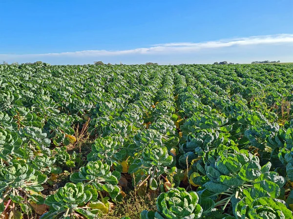 Veld Vol Spruitjes Het Platteland Uit Nederland — Stockfoto