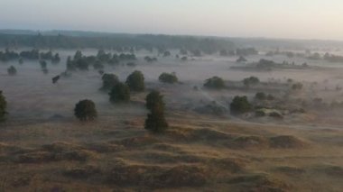 Hollanda 'da, Appelscha' da, doğadaki sisli bir tabiattan gelen hava rezervi Kale Duinen.
