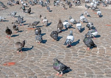 Hollanda, Amsterdam Baraj Meydanı 'ndaki güvercinler.