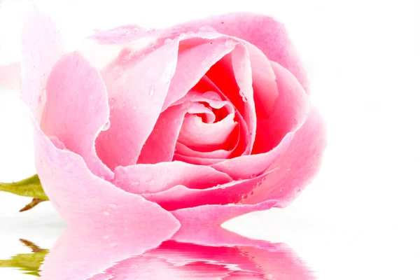 Rosa Rose Mit Wassertropfen Auf Weißem Hintergrund — Stockfoto