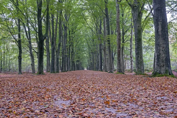 Chute Dans Forêt Aux Pays Bas — Photo