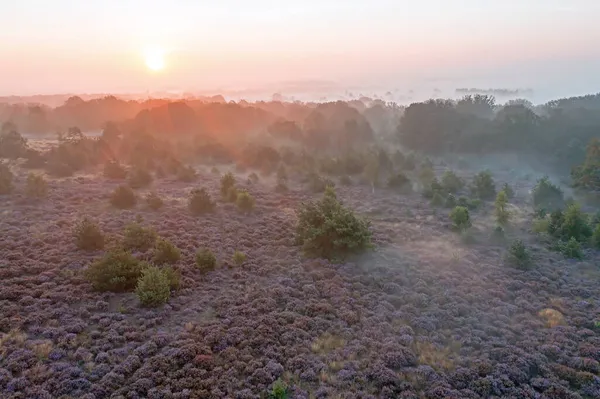 Vzduch Bloddoming Moorlands Holterbergu Nizozemsku Úsvitu Mlhy — Stock fotografie