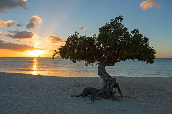 Divi Divi Drzewo Plaży Eagle Wyspie Aruba Morzu Karaibskim — Zdjęcie stockowe