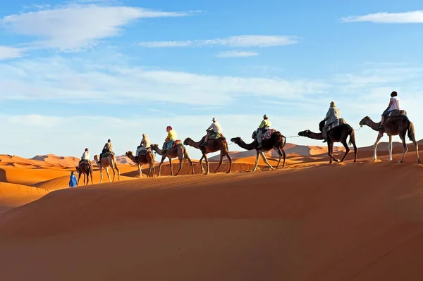 Velbloudí Karavana Projíždějící Pouští Sahara Maroku Při Západu Slunce — Stock fotografie