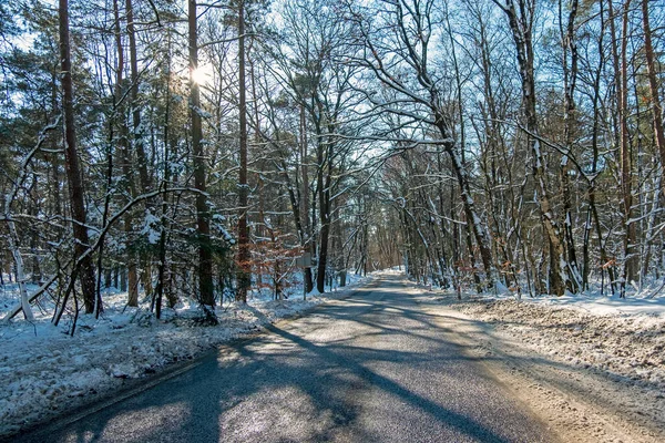 Winter Auf Der Veluwe Den Niederlanden — Stockfoto