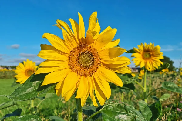 荷兰田野里的向日葵 — 图库照片