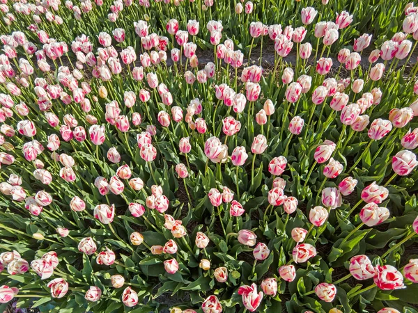 Floraison Bulbes Fleurs Dans Campagne Des Pays Bas Printemps — Photo