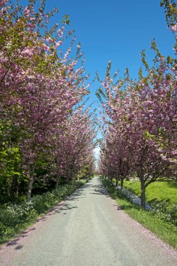 Prunus triloba baharda kırsalda çiçek açıyor.