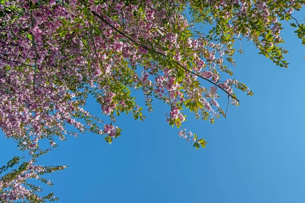 Prunus Triloba Floreciendo Contra Cielo Azul —  Fotos de Stock