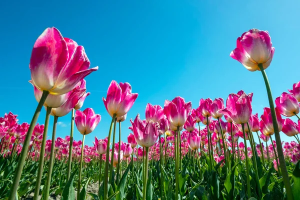 Floraison Bulbes Fleurs Dans Campagne Des Pays Bas Printemps — Photo