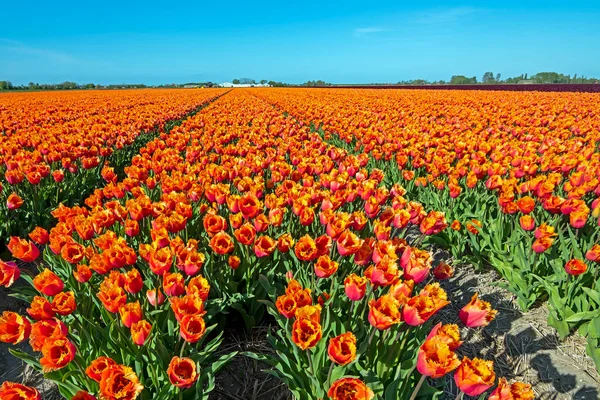 Kvetoucí Žluté Květinové Cibule Venkově Nizozemska Jaře — Stock fotografie