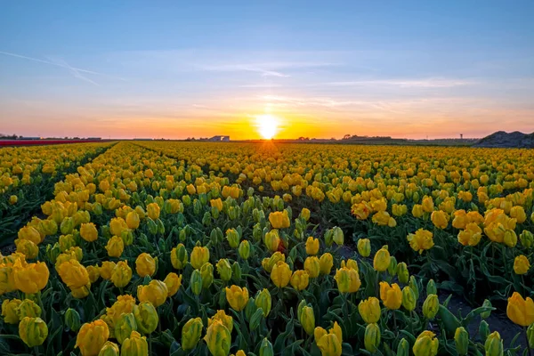 Blooming Yellow Flower Bulbs Countryside Netherlands Spring Sunset — Stock Photo, Image