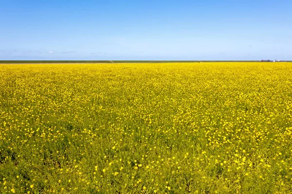 Antenne Von Einem Rapsfeld Und Blauer Himmel Auf Dem Land — Stockfoto