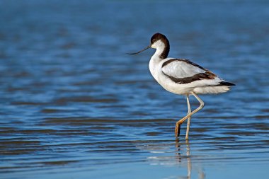 Pied avocet - Suda duran yineleme avoset