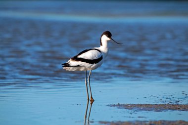 Pied avocet - Suda duran yineleme avoset
