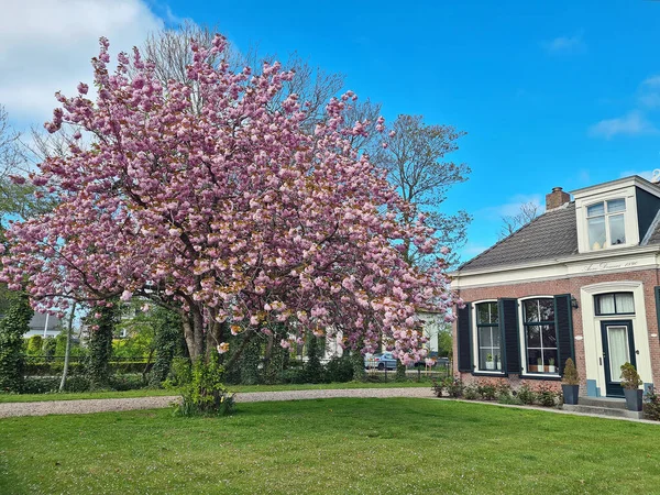 Tradycyjny Dom Rolniczy Kwitnącym Drzewem Śliwkowym Wiosną Holandii — Zdjęcie stockowe