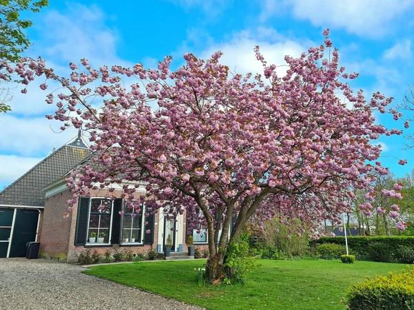 Tradiční Farmářský Dům Kvetoucím Prunus Stromem Jaře Nizozemsku — Stock fotografie