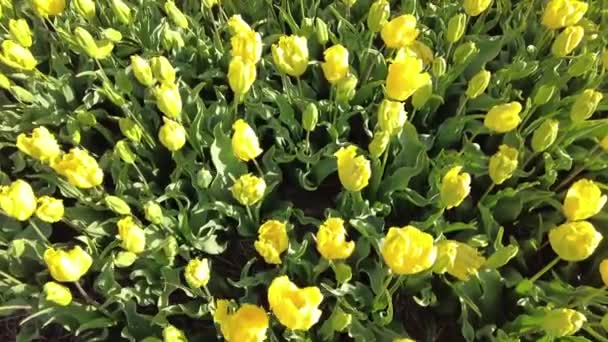 Цветущие Тюльпаны Сельской Местности Нидерландов — стоковое видео