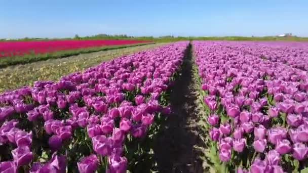 Blommande Tulpaner Landsbygden Från Nederländerna — Stockvideo