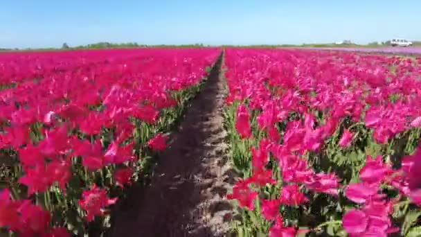 Tulipas Florescentes Campo Dos Países Baixos — Vídeo de Stock