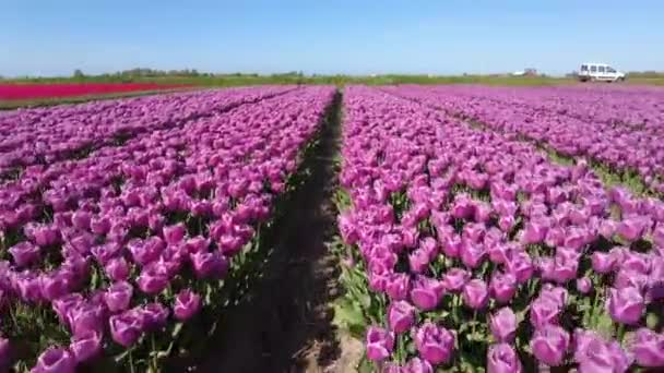 Tulipanes Florecientes Campo Los Países Bajos — Vídeo de stock