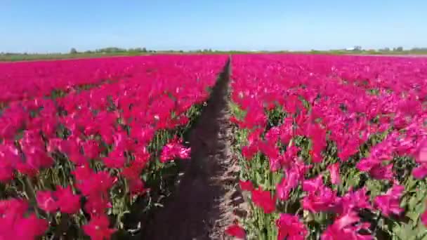 Virágzó Tulipán Vidéken Hollandia — Stock videók