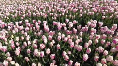 İlkbaharda Hollanda 'nın kırsalında açan lale tarlaları
