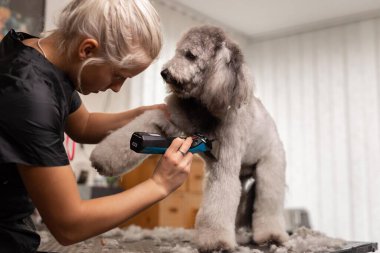 Güzel, sarışın köpek tımarcısı kadın safkan kaniş köpeğini kesiyor..