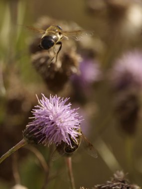 Arı ve thistle