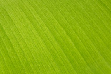 Yeşil doğa arkaplanı