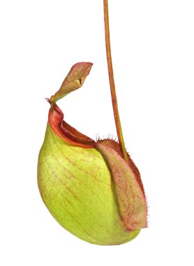Nepenthes ampullaria