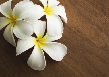 Plumeria aromaterapi çiçek