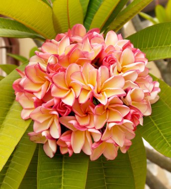 Frangipani çiçekler