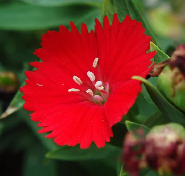 Dianthus chinensis China Pink é uma espécie de anfíbio caudado pertencente à família Dianthus. — Fotografia de Stock