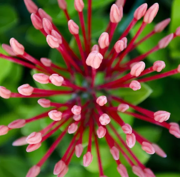 Red needle flower in the park — Stock Photo, Image