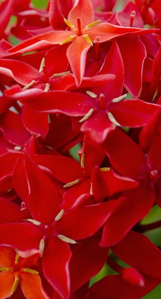 Flor de aguja roja en el parque — Foto de Stock