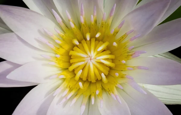 Квітка лотоса фіолетовий — стокове фото