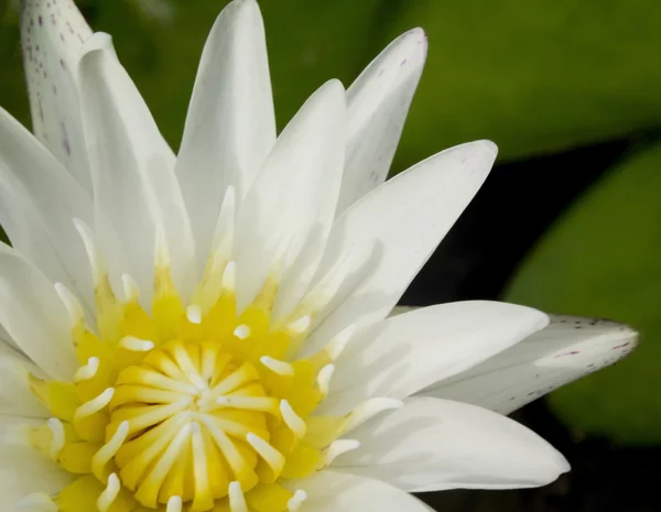 White lotus blossoms or water lily flowers blooming on pond — Stock Photo, Image