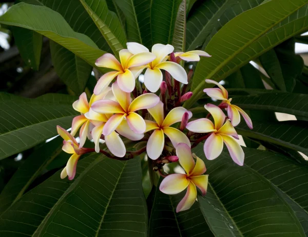 Oddział tropikalnych kwiatów frangipani — Zdjęcie stockowe