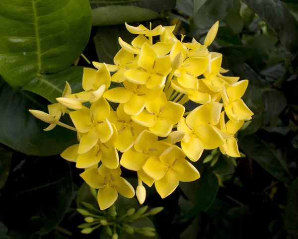 Ixora oranje bloem — Stockfoto