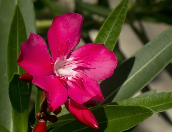 Flower of a pink oleander — Stock Photo, Image