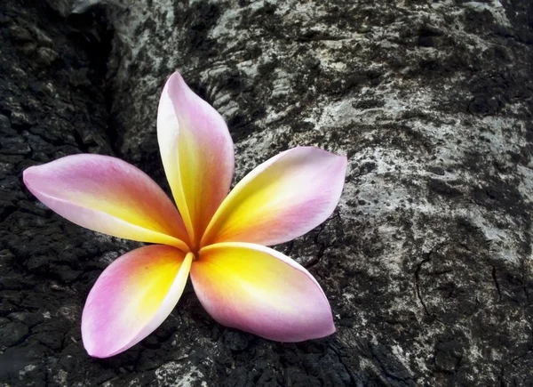 Flor de plumeria de frangipani rosa — Fotografia de Stock